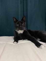 Reunited Male Cat last seen 26th and Newport, Denver, CO 80207