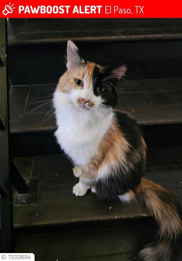 Lost Female Cat last seen Westwind, Thunderbird, Western Hills Elementary School, El Paso, TX 79912