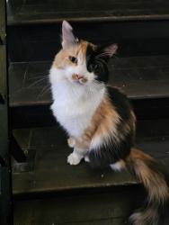 Lost Female Cat last seen Westwind, Thunderbird, Western Hills Elementary School, El Paso, TX 79912