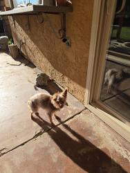 Reunited Female Dog last seen Harolds way, Ramona, CA 92065