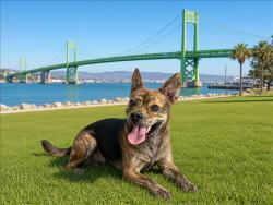 Shelter Stray Male Dog last seen , 957 N Gaffey St, San Pedro, CA 90731, USA