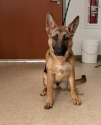 Shelter Stray Female Dog last seen , 957 N Gaffey St, San Pedro, CA 90731, USA