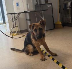 Shelter Stray Male Dog last seen , 957 N Gaffey St, San Pedro, CA 90731, USA
