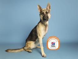 Shelter Stray Female Dog last seen 35TH AVE / THOMAS, 5501 E Van Buren St, Phoenix, AZ 85008, USA