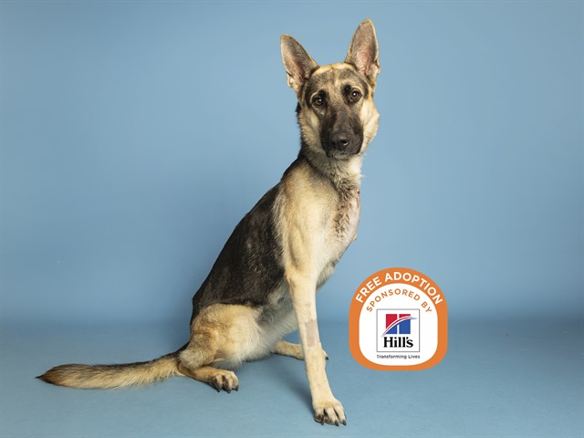 Shelter Stray Female Dog last seen 35TH AVE / THOMAS, 5501 E Van Buren St, Phoenix, AZ 85008, USA
