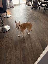 Lost Male Dog last seen Jones and south highland dr, Cedar Hill, TX 75104