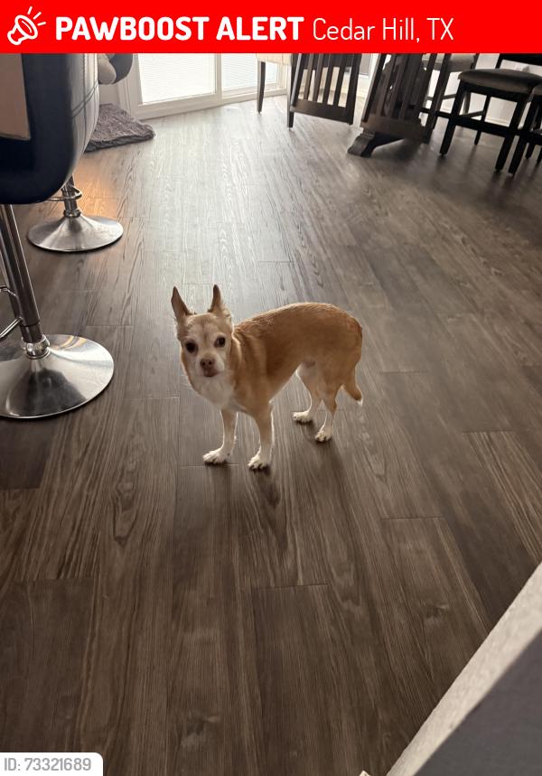 Lost Male Dog last seen Jones and south highland dr, Cedar Hill, TX 75104