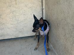 Shelter Stray Female Dog last seen Near BLOCK SW 3RD ST, OKLAHOMA CITY OK 73108, 2811 SE 29th St, Oklahoma City, OK 73129, USA