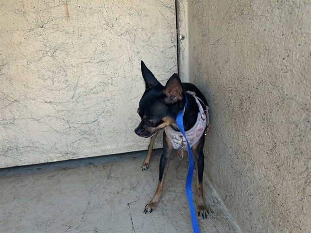 Shelter Stray Female Dog last seen Near BLOCK SW 3RD ST, OKLAHOMA CITY OK 73108, 2811 SE 29th St, Oklahoma City, OK 73129, USA