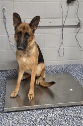 Shelter Stray Female Dog last seen Near BLOCK EL TORO RD CATHEDRAL CITY CA 92234, 72050 Pet Land Pl, Thousand Palms, CA 92276, USA