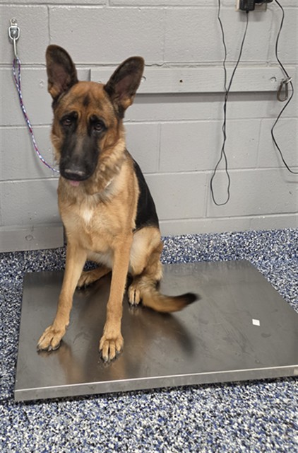 Shelter Stray Female Dog last seen Near BLOCK EL TORO RD CATHEDRAL CITY CA 92234, 72050 Pet Land Pl, Thousand Palms, CA 92276, USA