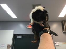 Shelter Stray Female Other last seen Near BLOCK AVENUE 46, INDIO CA 92201, 72050 Pet Land Pl, Thousand Palms, CA 92276, USA