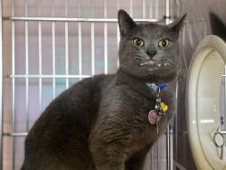 Shelter Stray Female Cat last seen , 216 W Victoria St, Gardena, CA 90248, USA