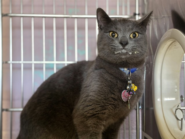 Shelter Stray Female Cat last seen , 216 W Victoria St, Gardena, CA 90248, USA