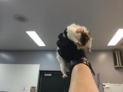 Shelter Stray Male Other last seen Near BLOCK AVENUE 46, INDIO CA 92201, 72050 Pet Land Pl, Thousand Palms, CA 92276, USA