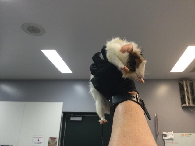 Shelter Stray Male Other last seen Near BLOCK AVENUE 46, INDIO CA 92201, 72050 Pet Land Pl, Thousand Palms, CA 92276, USA