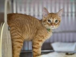 Shelter Stray Male Cat last seen , 216 W Victoria St, Gardena, CA 90248, USA