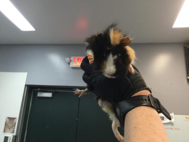 Shelter Stray Male Other last seen Near BLOCK AVENUE 46, INDIO CA 92201, 72050 Pet Land Pl, Thousand Palms, CA 92276, USA