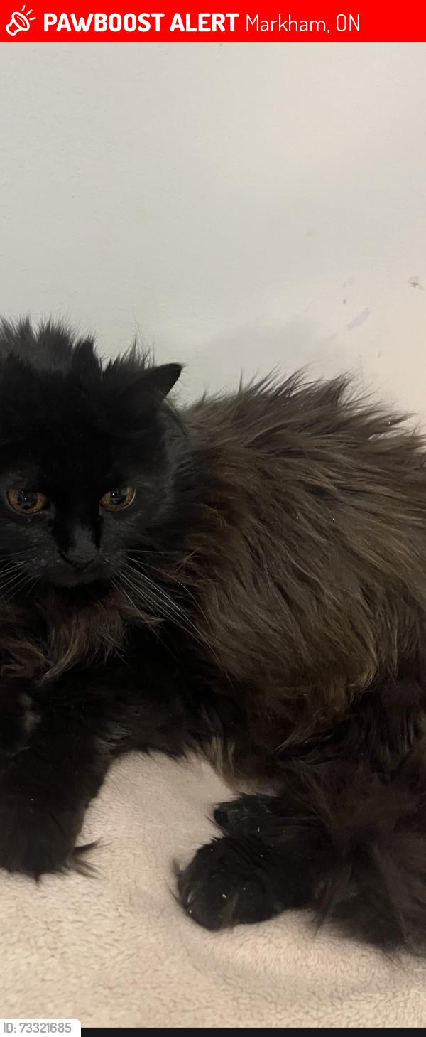 Lost Female Cat last seen Hammersly Blvd, Castlemore Ave, Markham, ON 