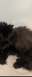 Lost Female Cat last seen Hammersly Blvd, Castlemore Ave, Markham, ON 