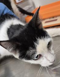 Shelter Stray Female Cat last seen Near BLOCK ROSAMOND BLVD, ROSAMOND CA 93560, 3951 Fruitvale Ave, Bakersfield, CA 93308, USA