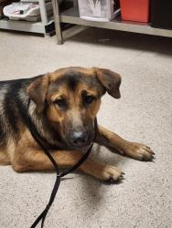 Shelter Stray Male Dog last seen Near BLOCK COTTONWOOD RD, BAKERSFIELD CA 93307, 3951 Fruitvale Ave, Bakersfield, CA 93308, USA