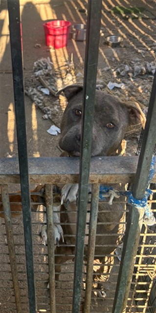 Shelter Stray Female Dog last seen Near BLOCK AVE/DELLA CIR, 95828, 3839 Bradshaw Rd, Sacramento, CA 95827, USA