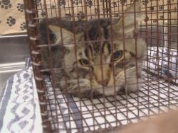 Shelter Stray Male Cat last seen O ST/6TH ST, 95673, 3839 Bradshaw Rd, Sacramento, CA 95827, USA