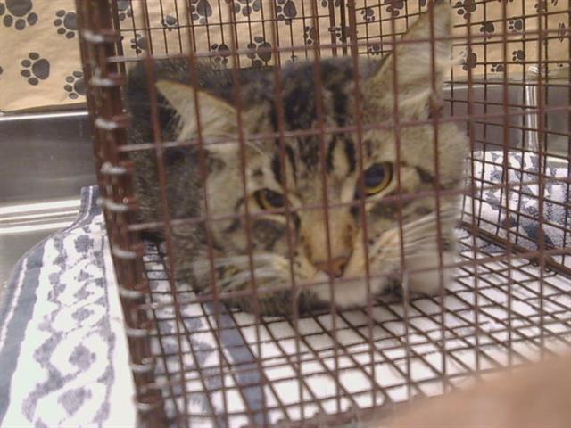 Shelter Stray Male Cat last seen O ST/6TH ST, 95673, 3839 Bradshaw Rd, Sacramento, CA 95827, USA
