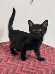 Shelter Stray Male Cat last seen , West Valley Animal Shelter, 20655 Plummer St, Chatsworth, CA 91311, USA