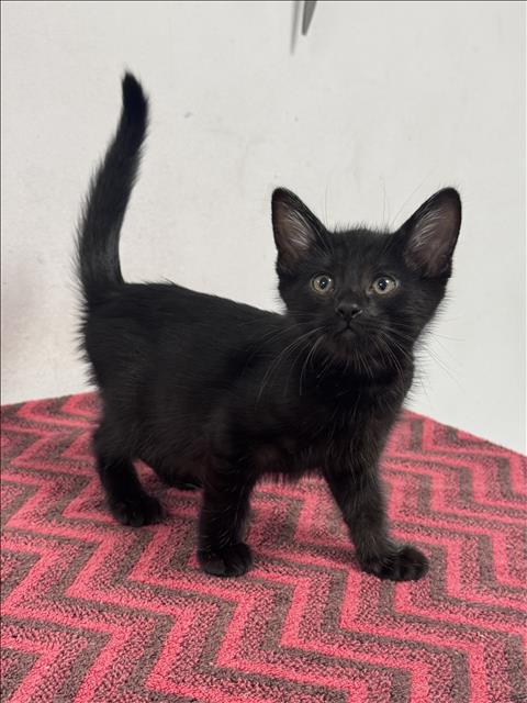 Shelter Stray Male Cat last seen , West Valley Animal Shelter, 20655 Plummer St, Chatsworth, CA 91311, USA