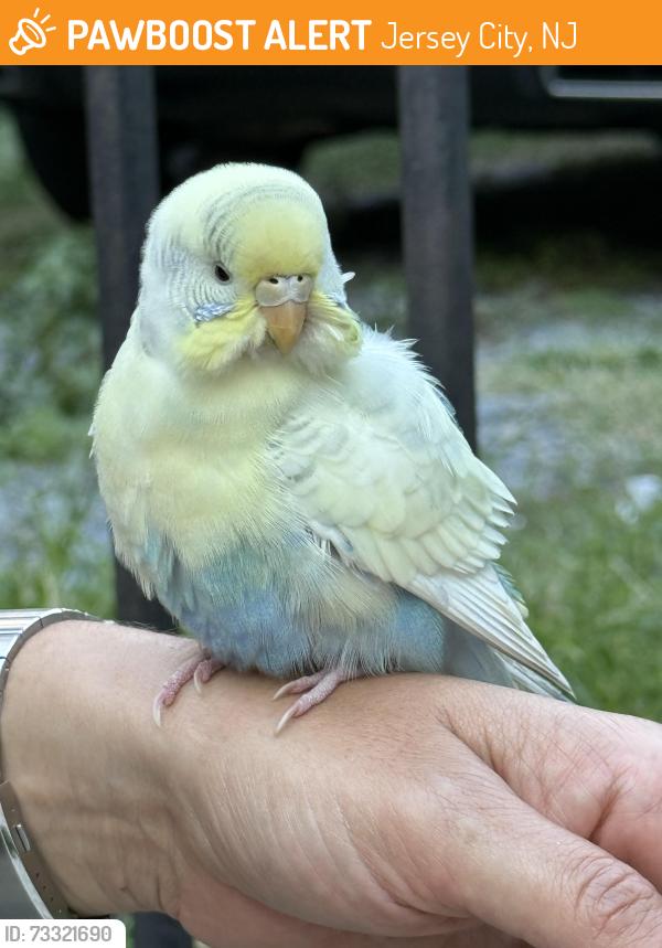 Found/Stray Unknown Bird last seen Near Varick street, Jersey City, NJ 07302