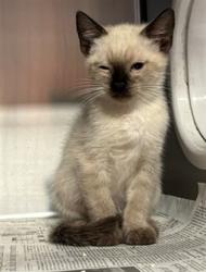 Shelter Stray Male Cat last seen , 5210 W Ave I, Lancaster, CA 93536, USA