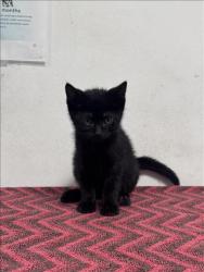 Shelter Stray Male Cat last seen , West Valley Animal Shelter, 20655 Plummer St, Chatsworth, CA 91311, USA