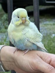 Found/Stray Unknown Bird last seen Near Varick street, Jersey City, NJ 07302