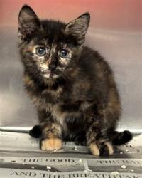 Shelter Stray Female Cat last seen , 5210 W Ave I, Lancaster, CA 93536, USA