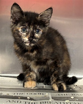 Shelter Stray Female Cat last seen , 5210 W Ave I, Lancaster, CA 93536, USA