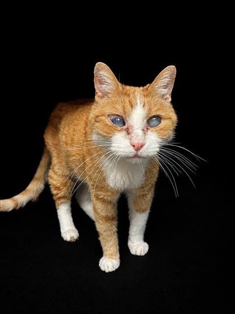 Shelter Stray Male Cat last seen , West Valley Animal Shelter, 20655 Plummer St, Chatsworth, CA 91311, USA