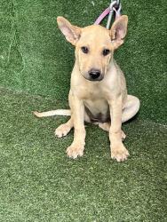 Shelter Stray Female Dog last seen , 5210 W Ave I, Lancaster, CA 93536, USA