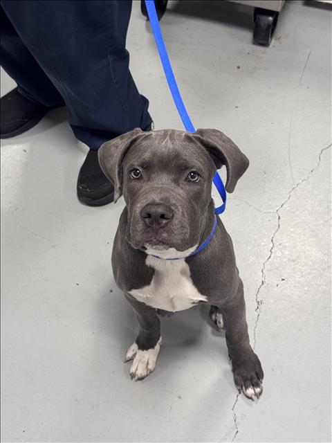 Shelter Stray Male Dog last seen , West Valley Animal Shelter, 20655 Plummer St, Chatsworth, CA 91311, USA