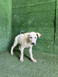 Shelter Stray Male Dog last seen , 5210 W Ave I, Lancaster, CA 93536, USA