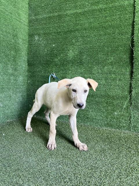 Shelter Stray Male Dog last seen , 5210 W Ave I, Lancaster, CA 93536, USA