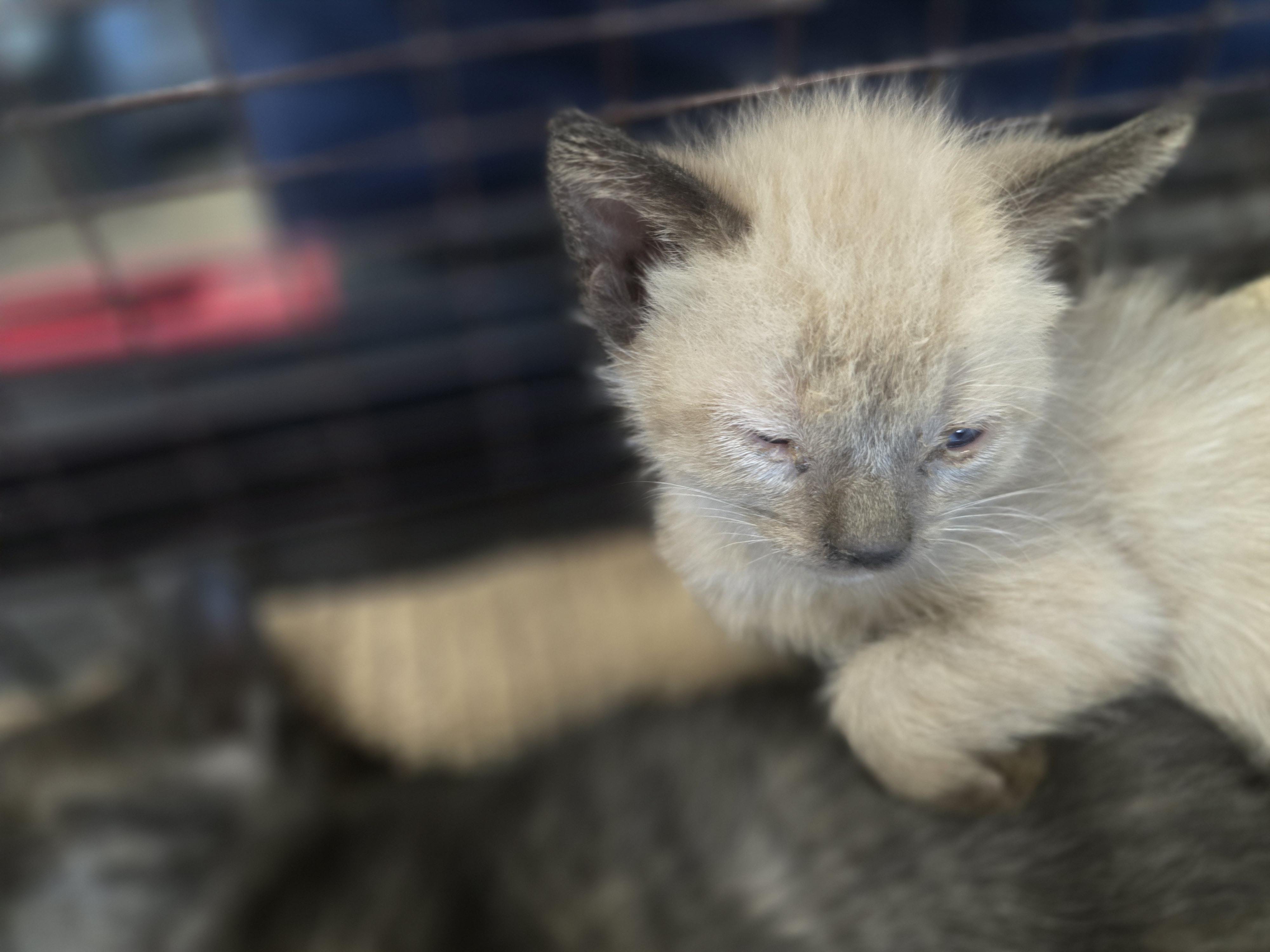 Shelter Stray Female Cat last seen , West Valley Animal Shelter, 20655 Plummer St, Chatsworth, CA 91311, USA