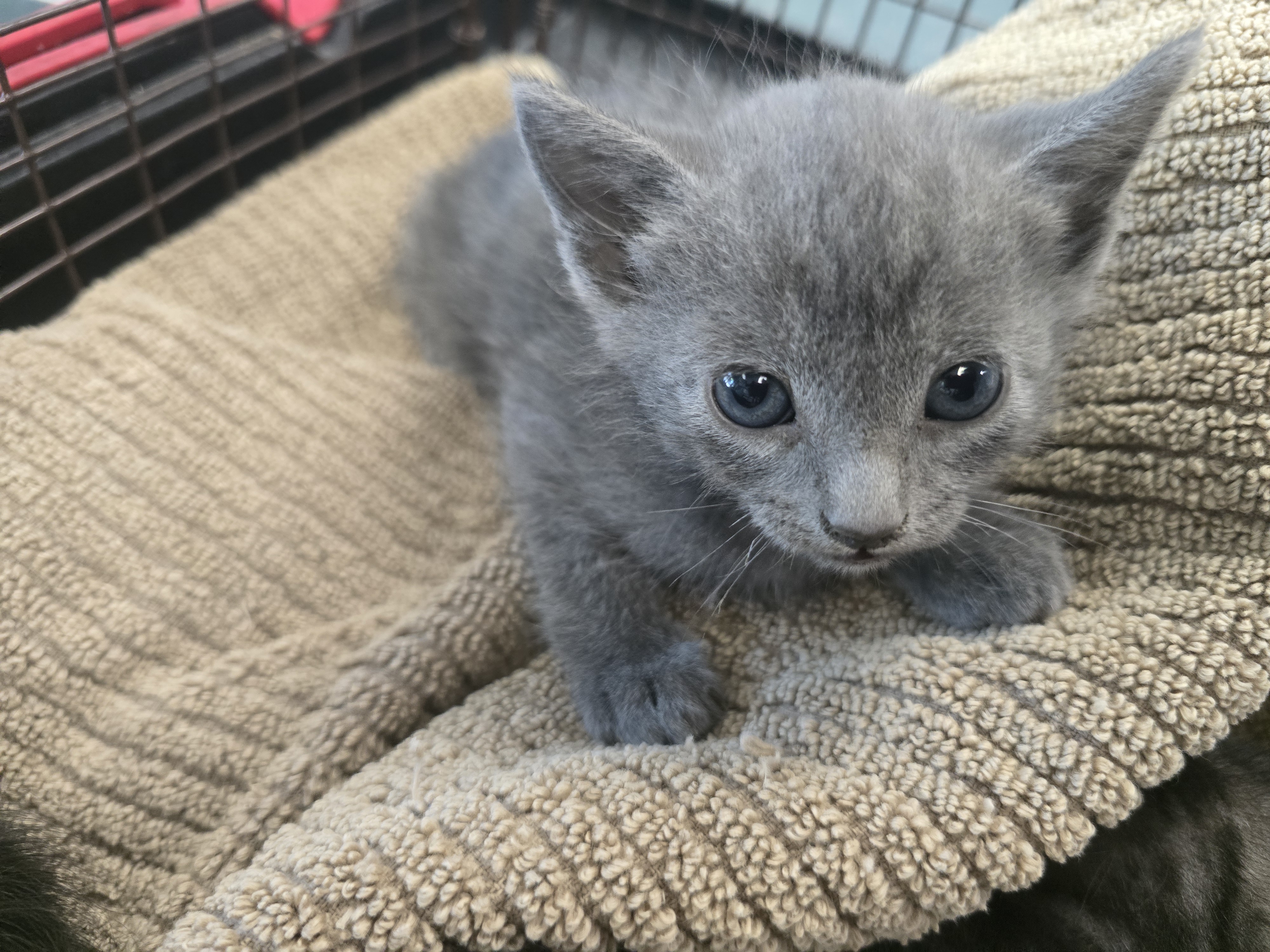 Shelter Stray Male Cat last seen , West Valley Animal Shelter, 20655 Plummer St, Chatsworth, CA 91311, USA