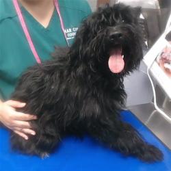 Shelter Stray Male Dog last seen 43RD AVE AND THOMAS RD, 2500 S 27th Ave, Phoenix, AZ 85009, USA