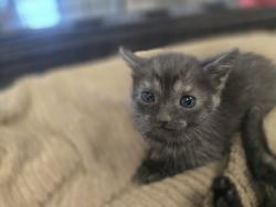 Shelter Stray Female Cat last seen , West Valley Animal Shelter, 20655 Plummer St, Chatsworth, CA 91311, USA