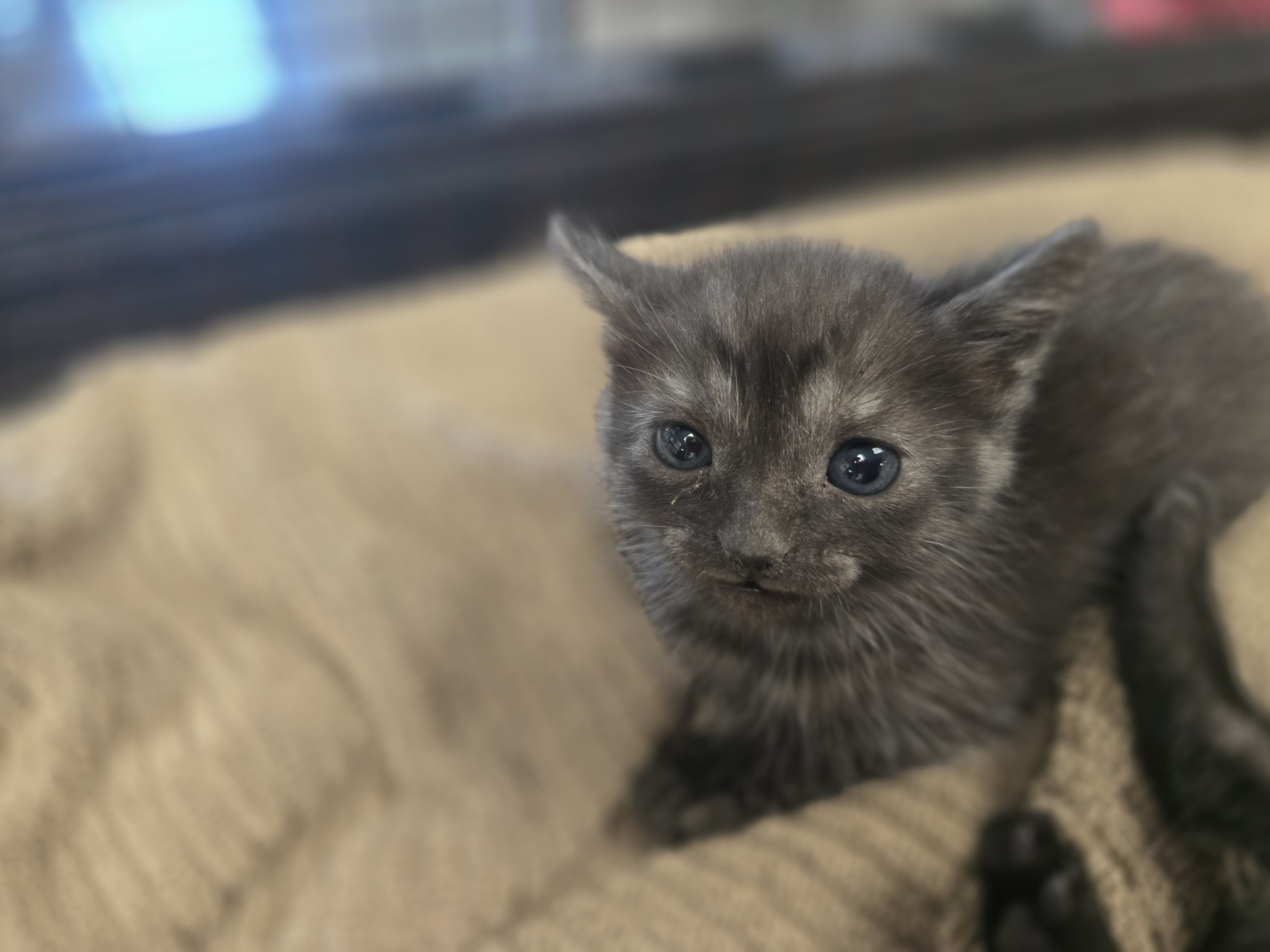 Shelter Stray Female Cat last seen , West Valley Animal Shelter, 20655 Plummer St, Chatsworth, CA 91311, USA