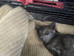 Shelter Stray Female Cat last seen , West Valley Animal Shelter, 20655 Plummer St, Chatsworth, CA 91311, USA