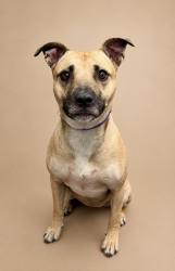 Shelter Stray Female Dog last seen , 29525 Agoura Rd, Agoura Hills, CA 91301, USA