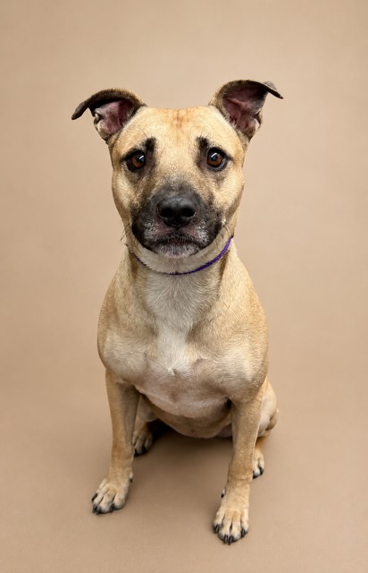 Shelter Stray Female Dog last seen , 29525 Agoura Rd, Agoura Hills, CA 91301, USA